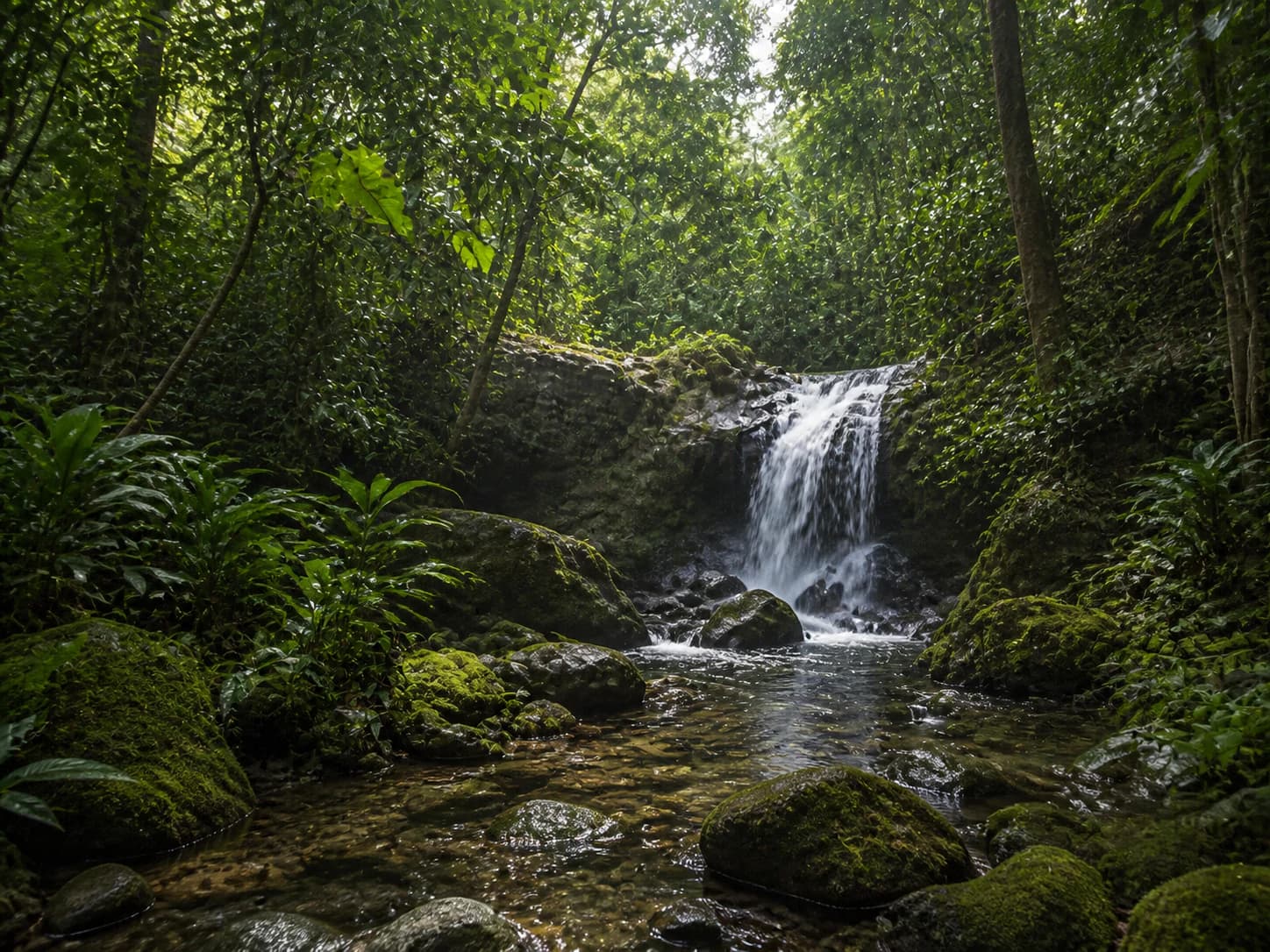 Konzeptvisualisierung: REGENWALD ERLEBEN